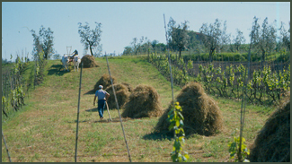 Contadini a lavoro