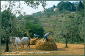 Contadini a lavoro