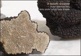 tartufo nero. Foto tratta dalla Guida La Toscana dei tartufi della regione Toscana 